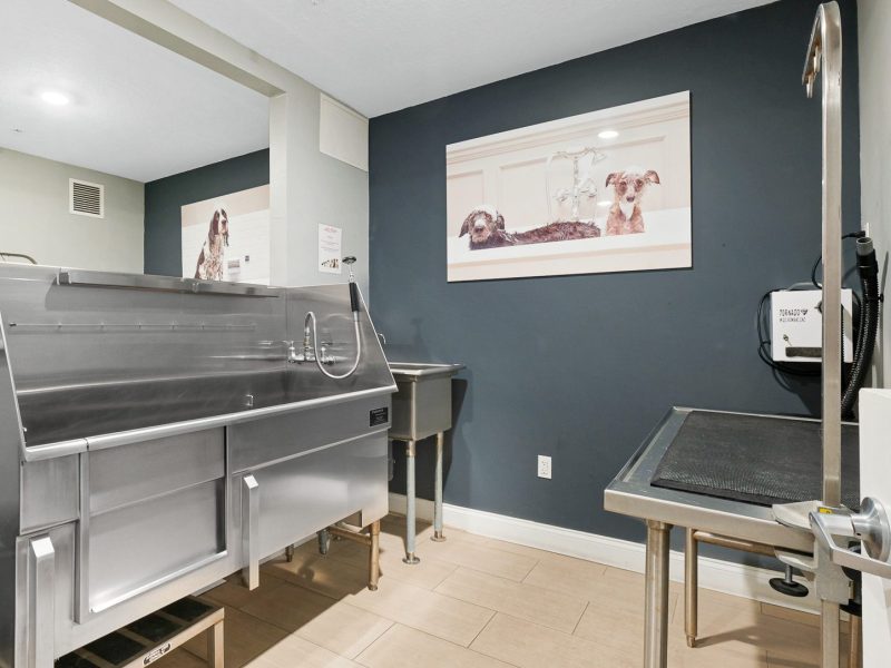 Modern pet grooming room with stainless steel dog wash station and blue walls.